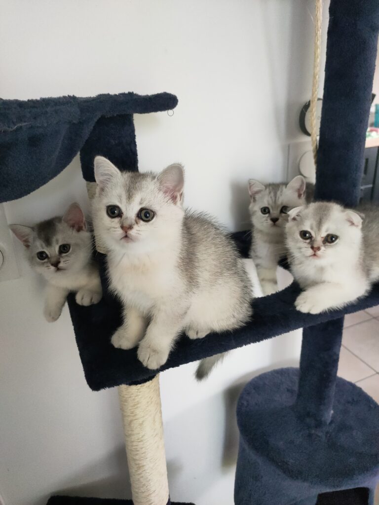 Очаровательные котята Scottish Fold & Scottish Straight 🐾