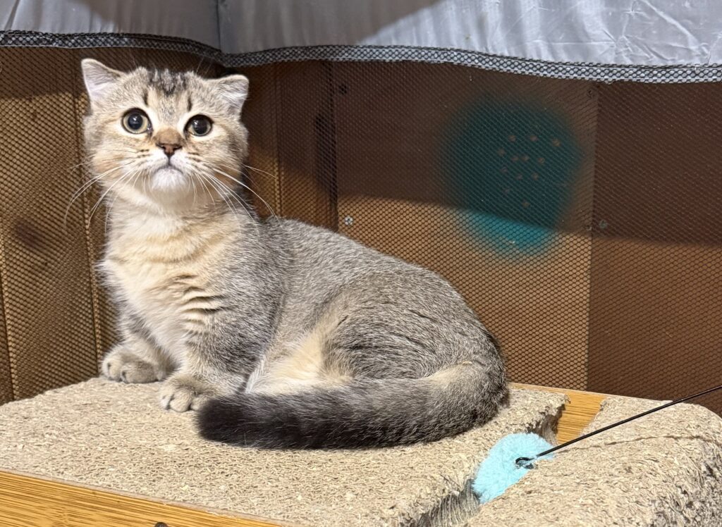 Породистые котята на продажу
