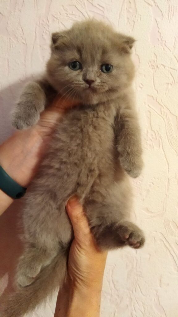 Породистые котята на продажу