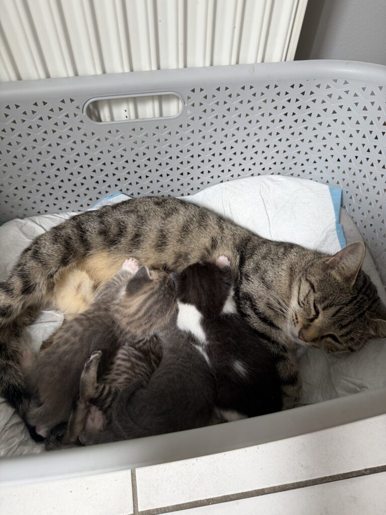 Кошка с котятами отдам в добрые руки