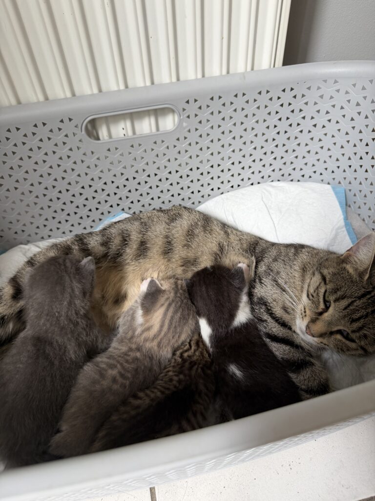 Кошка с котятами отдам в добрые руки