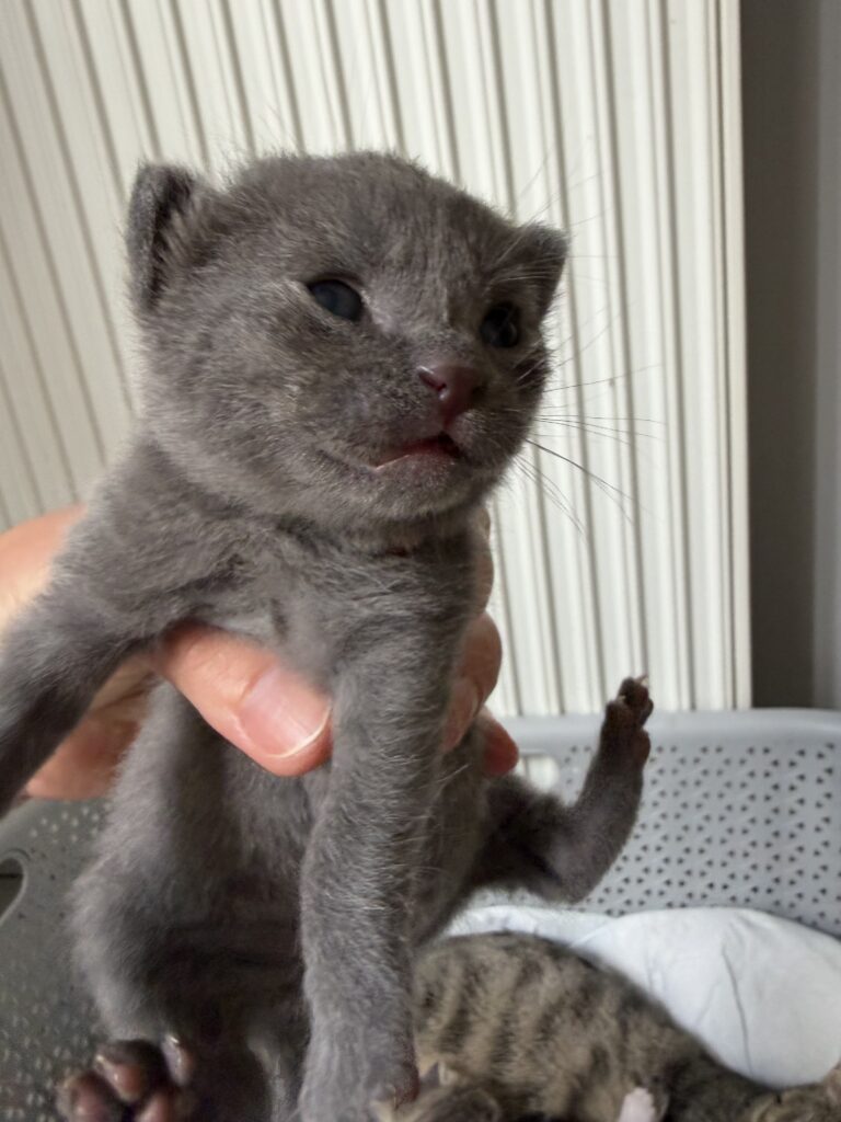 Кошка с котятами отдам в добрые руки