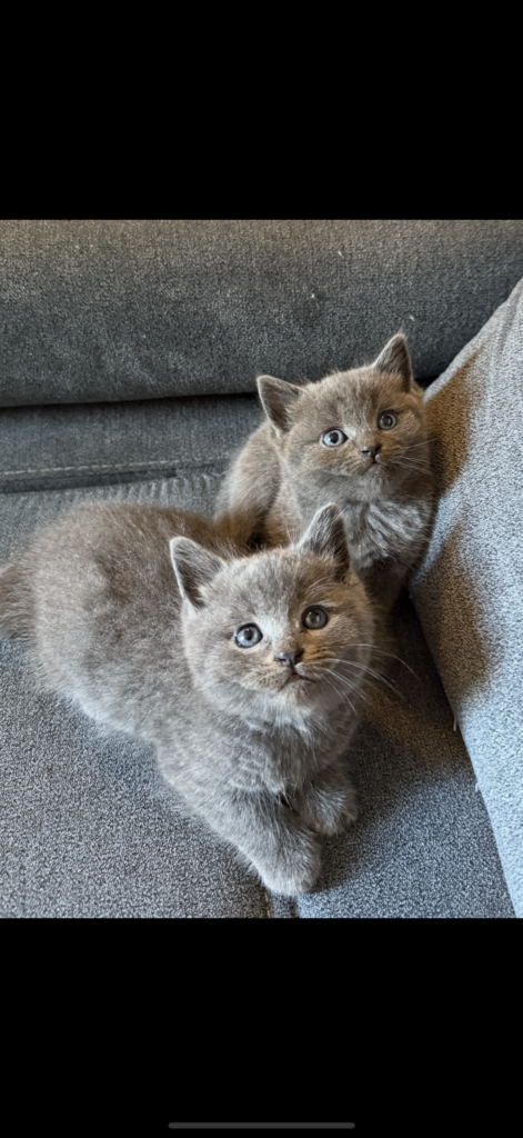 British shorthair