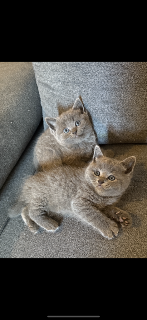 British shorthair