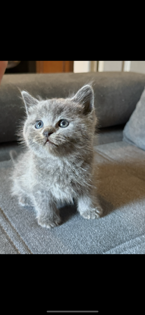 British shorthair