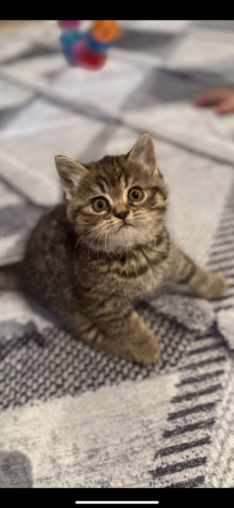British shorthair